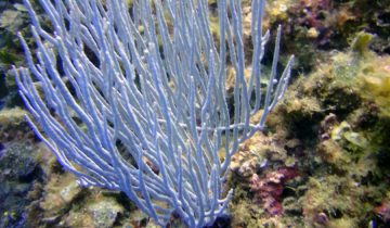 Eunicella_singularis