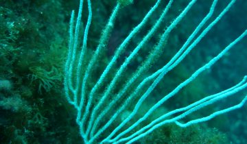 Eunicella_singularis
