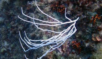 Eunicella_singularis