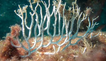 Eunicella_singularis