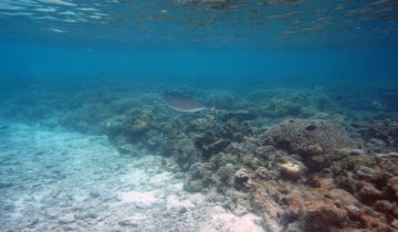 Euthynnus_affinis