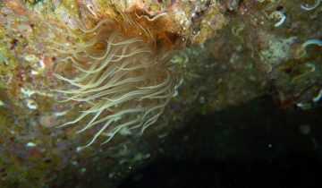 Exaiptasia_diaphana