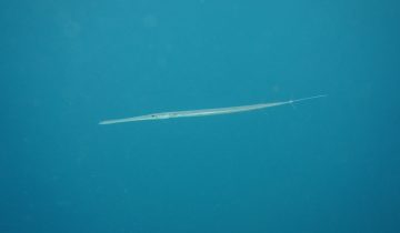 Fistularia_commersonii