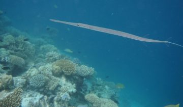 Fistularia_commersonii