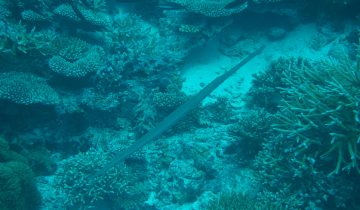 Fistularia_commersonii