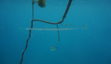 Fistularia_commersonii