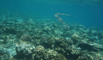 Fistularia_commersonii