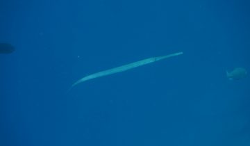 Fistularia_commersonii