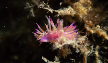 Flabellina_affinis