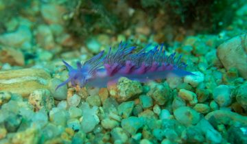 Flabellina_affinis