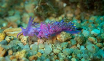 Flabellina_affinis
