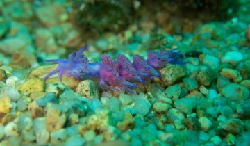 Flabellina_affinis