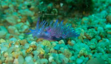 Flabellina_affinis