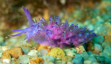 Flabellina_affinis