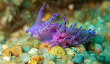 Flabellina_affinis