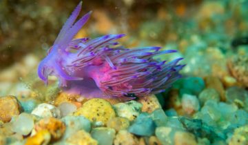 Flabellina_affinis