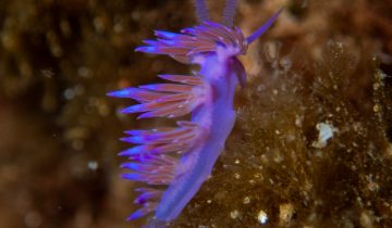 Flabellina_affinis