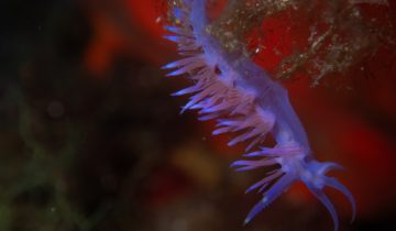Flabellina_affinis