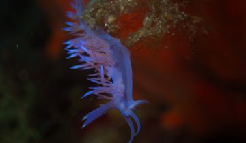 Flabellina_affinis
