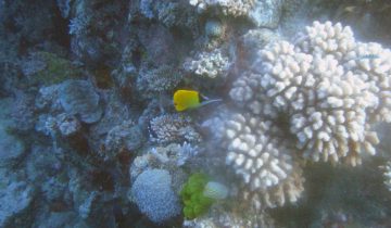 Forcipiger_flavissimus