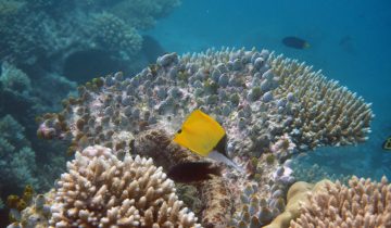 Forcipiger_longirostris
