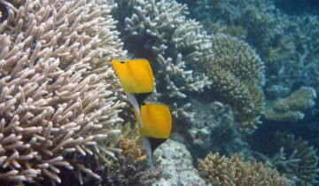 Forcipiger_longirostris