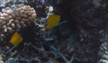 Forcipiger_longirostris