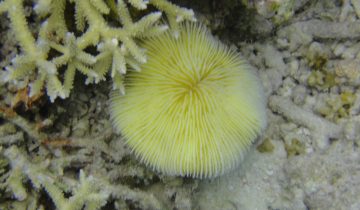 Fungia_fungites