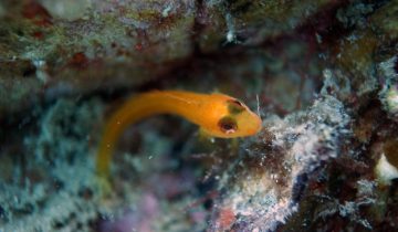 Gobius_auratus