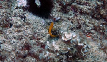 Gobius_auratus
