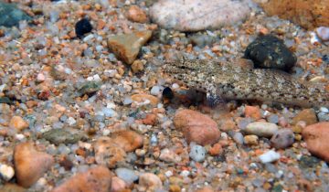 Gobius_bucchichi