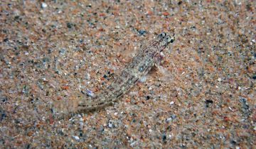 Gobius_bucchichi