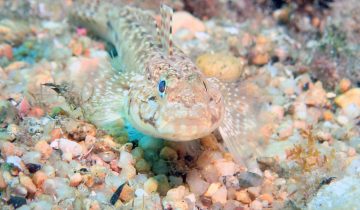 Gobius_bucchichi