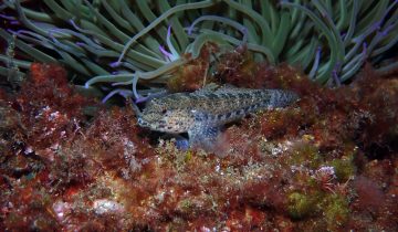 Gobius_bucchichi