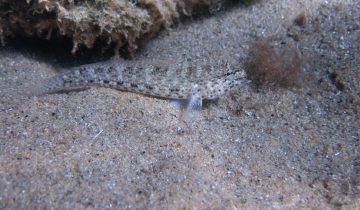 Gobius_bucchichi