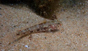 Gobius_geniporus