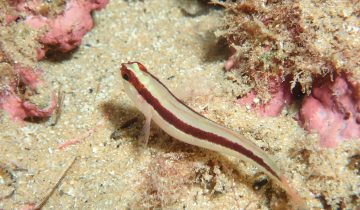 Gobius_vittatus