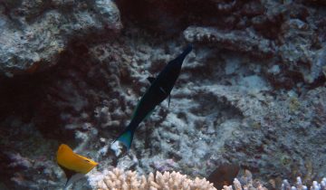 Gomphosus_caeruleus