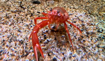 Grimothea_planipes