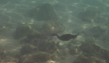 Gulosus_aristotelis