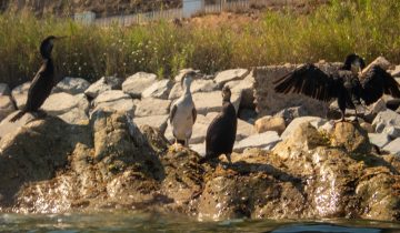 Gulosus_aristotelis