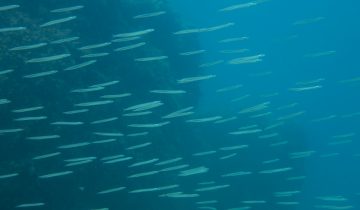 Gymnammodytes_cicerelus