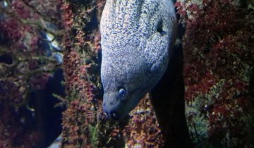 Gymnothorax_unicolor