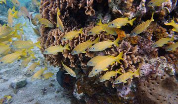 Haemulon_flavolineatum