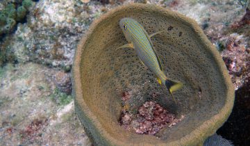 Haemulon_sciurus