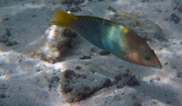 Halichoeres_hortulanus