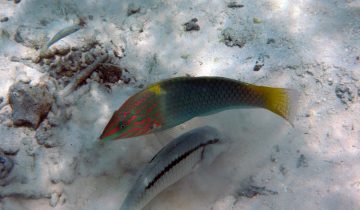 Halichoeres_hortulanus