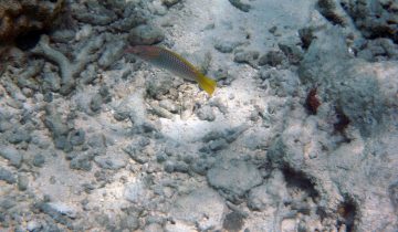 Halichoeres_hortulanus