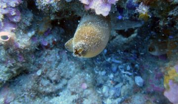 Halocynthia_papillosa