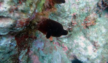 Halocynthia_papillosa